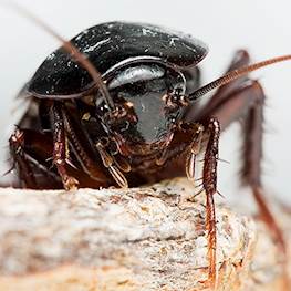 Большие черные тараканы в квартире — фото, как избавиться